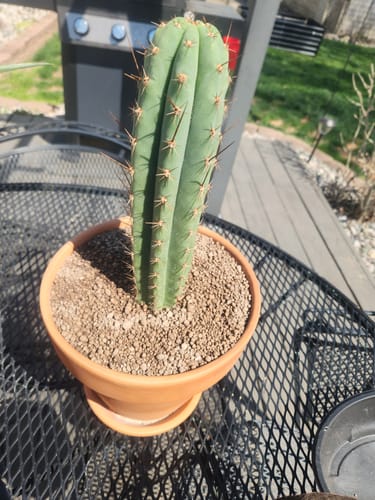 Customer photo review of Trichocereus Peruvianus | Peruvian Torch Cactus