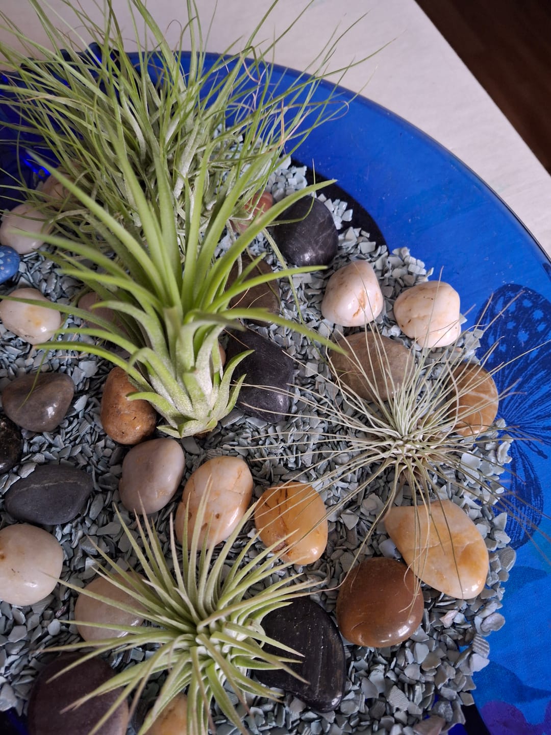 Customer photo review of Tillandsia schiedeana major - Mini Pulk