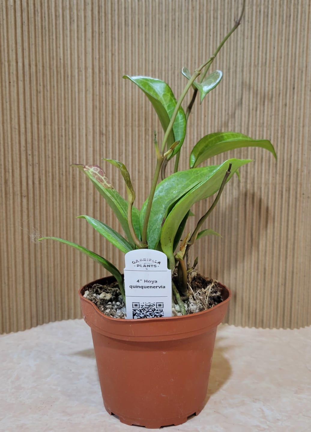 Customer photo review of Hoya quinquenervia