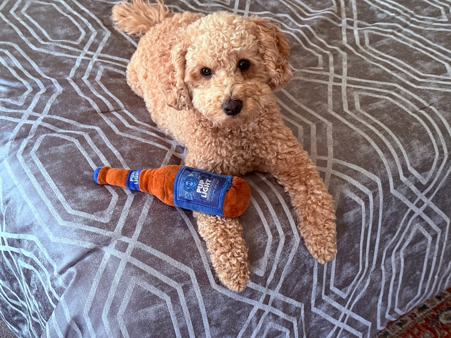 Customer photo review of Pupweiser Light Bottle Plush Dog Toy