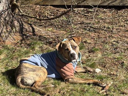Customer photo review of Alpine Dog Hoodie