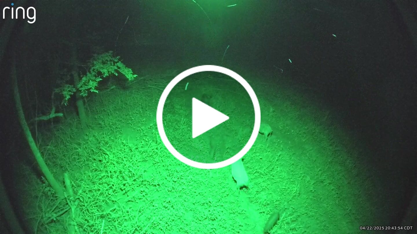 Customer video review of Solar Green Light for Hunting Hogs Deer,Fish light -15,000lumens