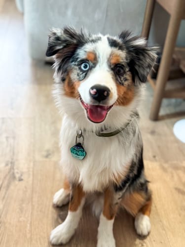 Customer photo review of 2.5cm Combat® Collar | With Handle & Rated Clip - Khaki