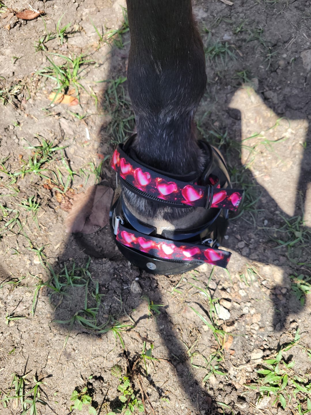 Customer photo review of Renegade® Classic Hoof Boots - Black Knight