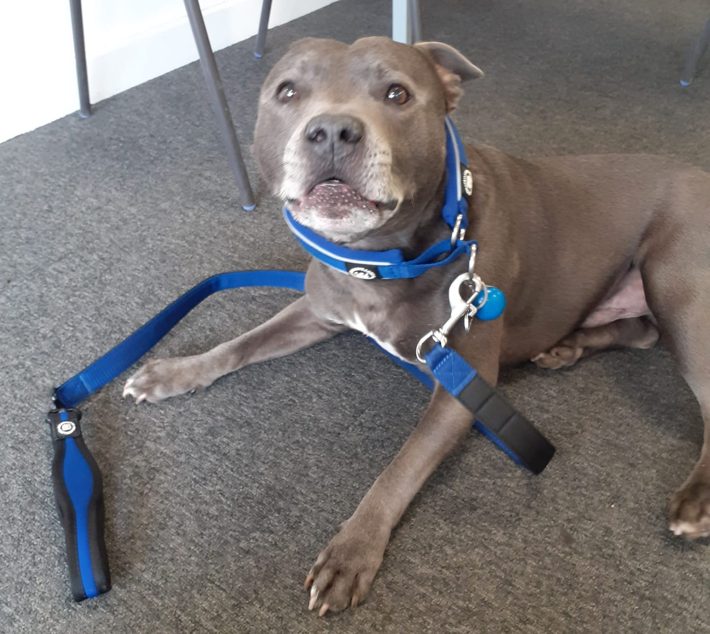 Customer photo review of Snap Hook Clasp Lead - Blue