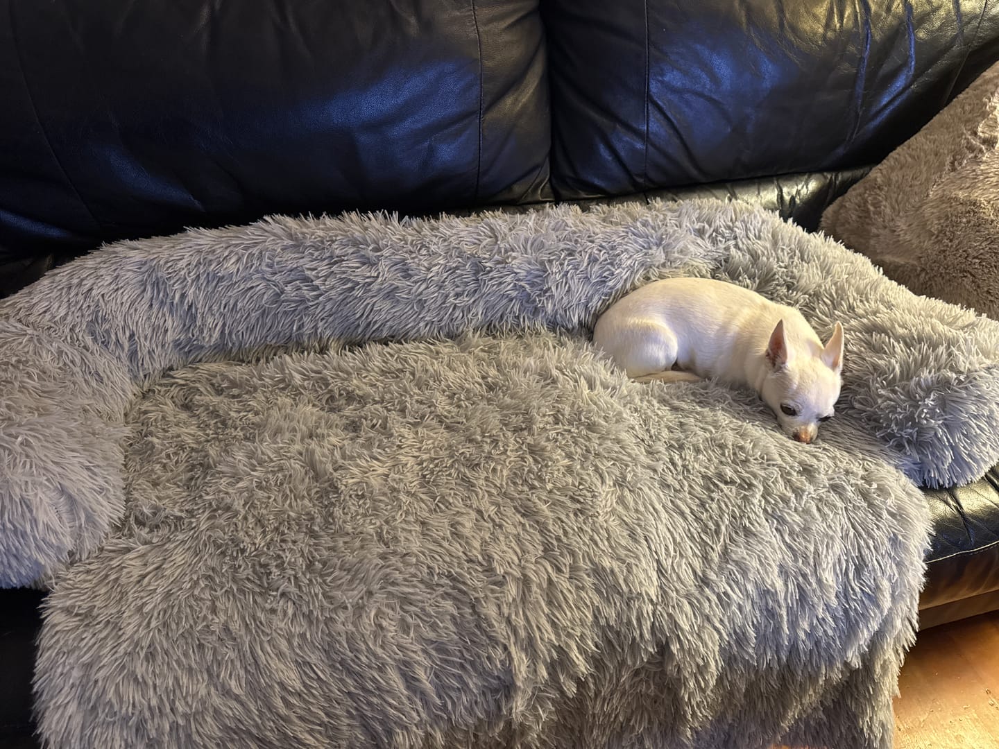 Customer photo review of Calming Couch Bed
