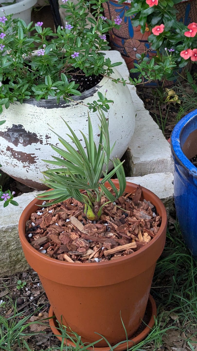 Customer photo review of Silver Saw Palmetto, Georgia Silver