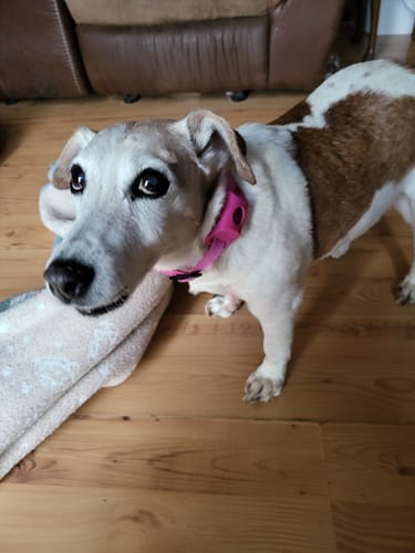 Customer photo review of FurLife™ 12 Months Flea and Tick Free