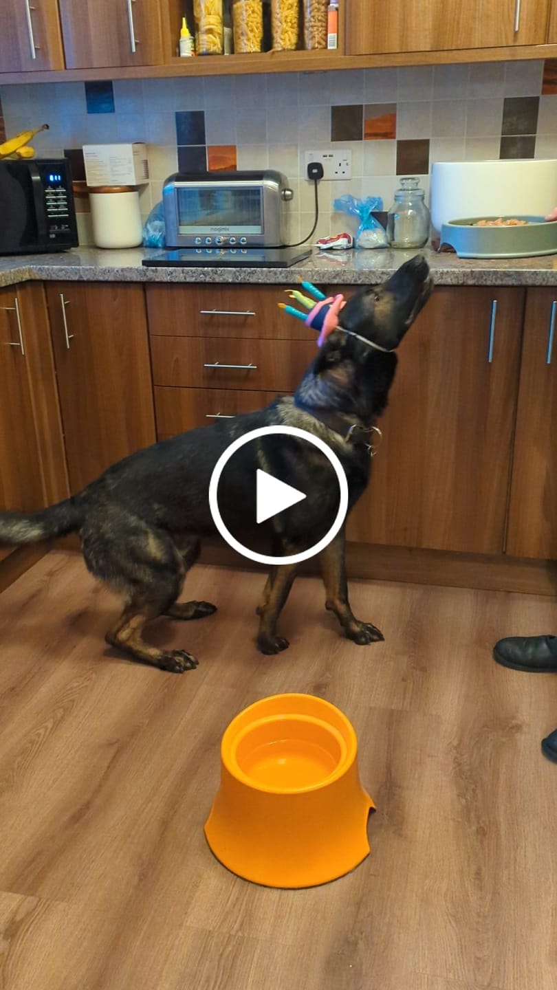 Customer video review of Welsh Lamb Dry Food