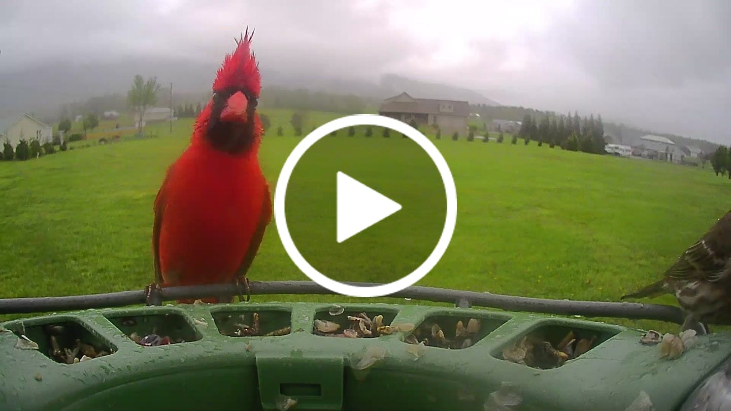 Customer video review of Birdfy Feeder 2 Pro - Bird Feeder Camera