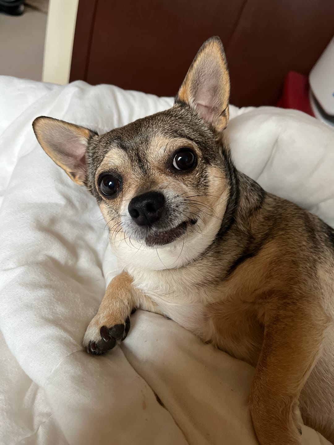Customer photo review of Dog Kennel Cough & Respiratory Support Remedy