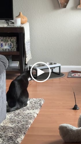 Customer video review of Interactive Bird Simulation Cat Toy Set