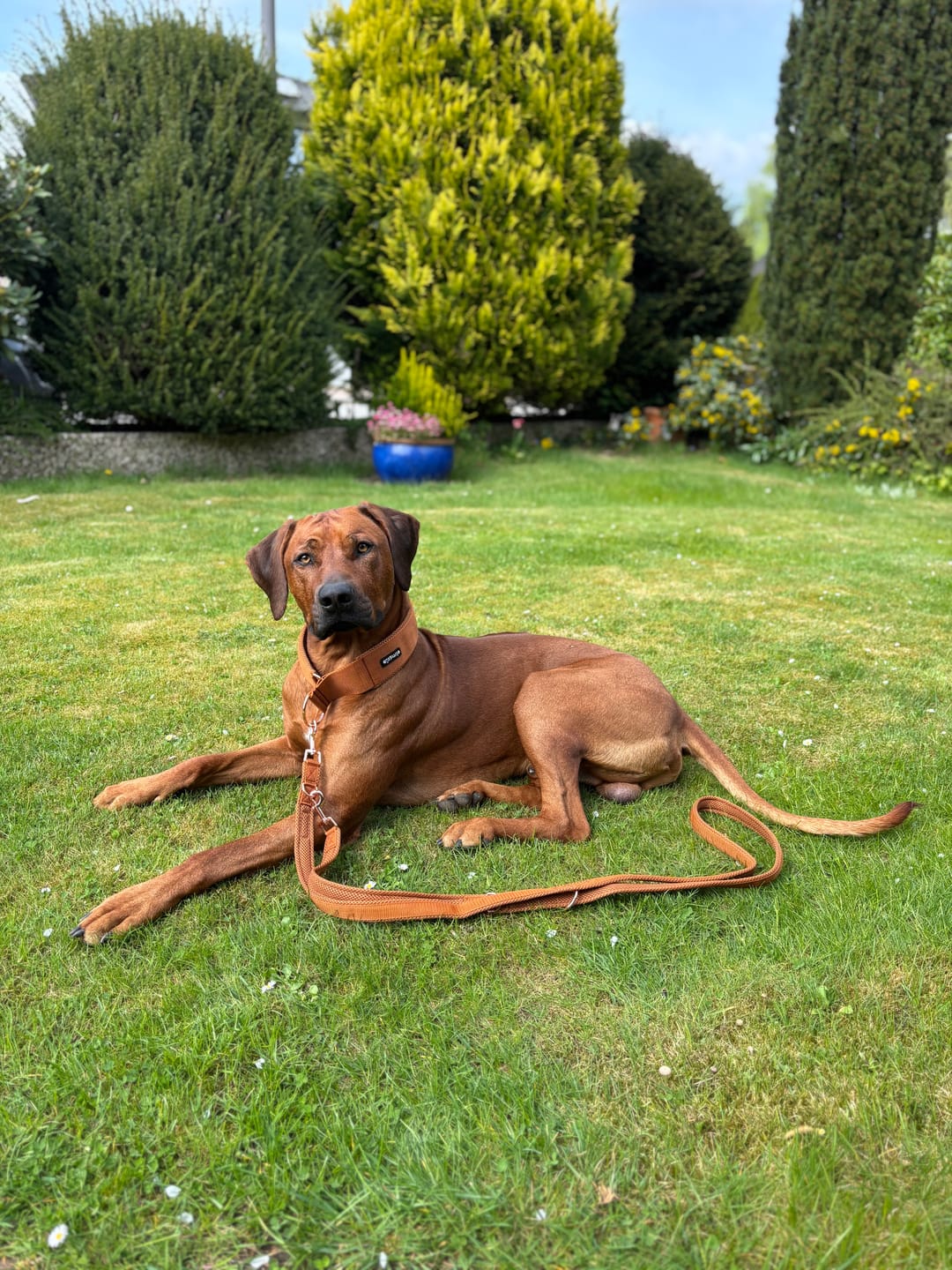Customer photo review of Führungsleine 2,30m (3-fach verstellbar)