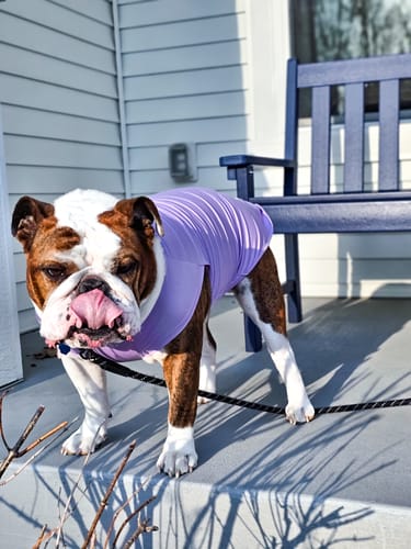 Customer photo review of Sunblock Dog T-Shirt - Blue