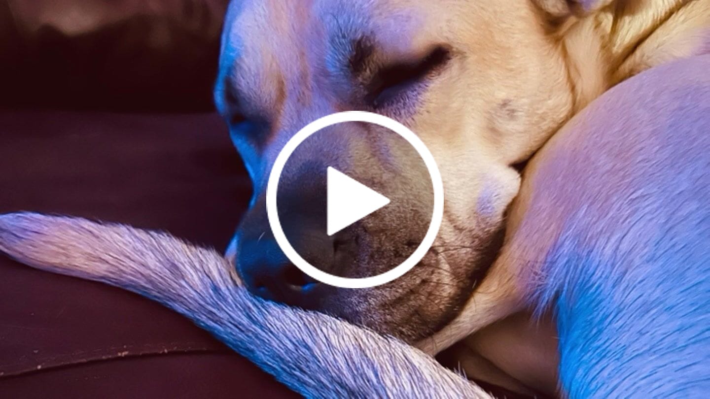 Customer video review of Horizon Legacy - Nourriture pour chien haut de gamme