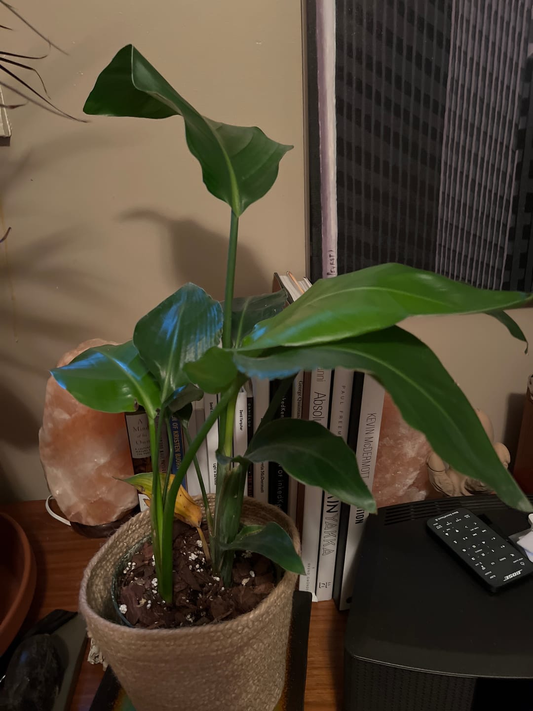 Customer photo review of Bird of Paradise White, Strelitzia Nicolai
