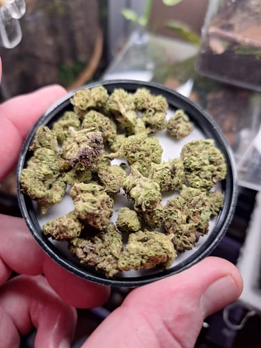 Customer photo review of Tropicana Cherry THCA Flower
