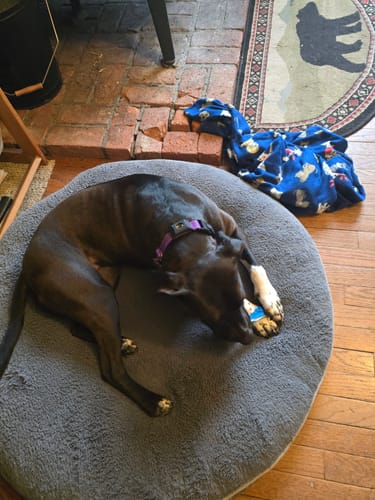 Customer photo review of FurLife™ - 12 Months Flea and Tick Tags for Dogs