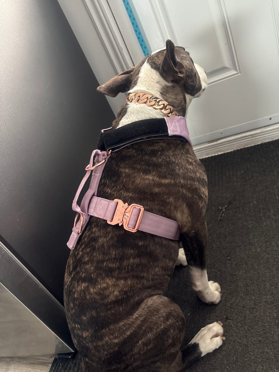 Customer photo review of Terrain Dog Airtag Harness - Sofia