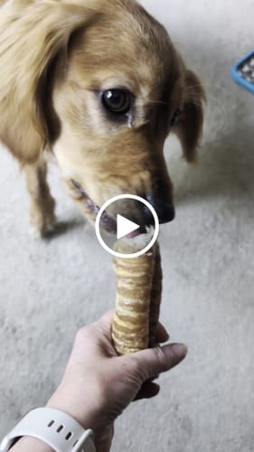 Customer video review of Buy Beef Trachea Chews for your Dog Online (6 inches)