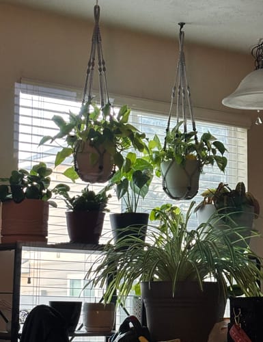 Customer photo review of Plant Food