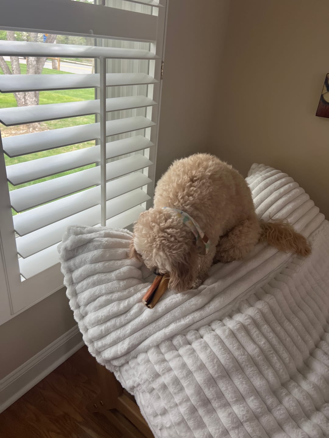 Customer photo review of Beef Cheek Sticks