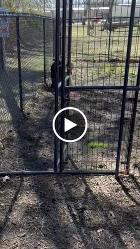 Customer video review of Freezball - Durable Fillable Dog Chew Bone