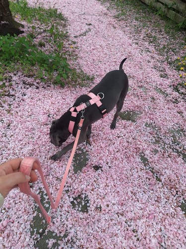 Customer photo review of Training Anti Pull TRI-Harness® | M-XL Breeds - Pink