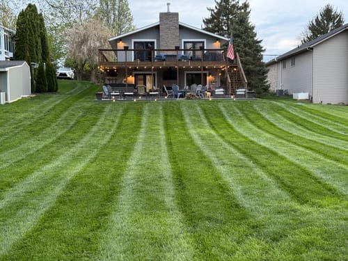 Customer photo review of GCI Turf Type Tall fescue Grass Seed