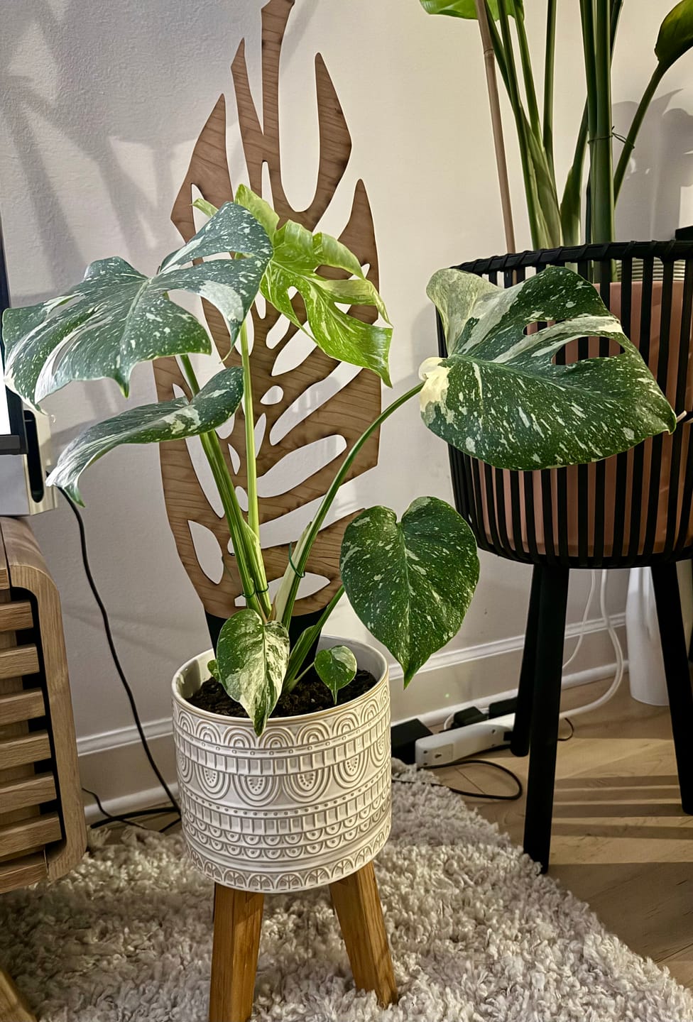 Customer photo review of Monstrella - Plant trellis inspired by the Monstera Leaf