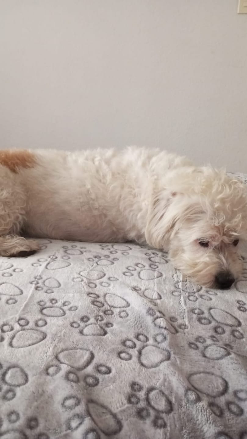 Customer photo review of Manta The Dogs: Para Regalonear