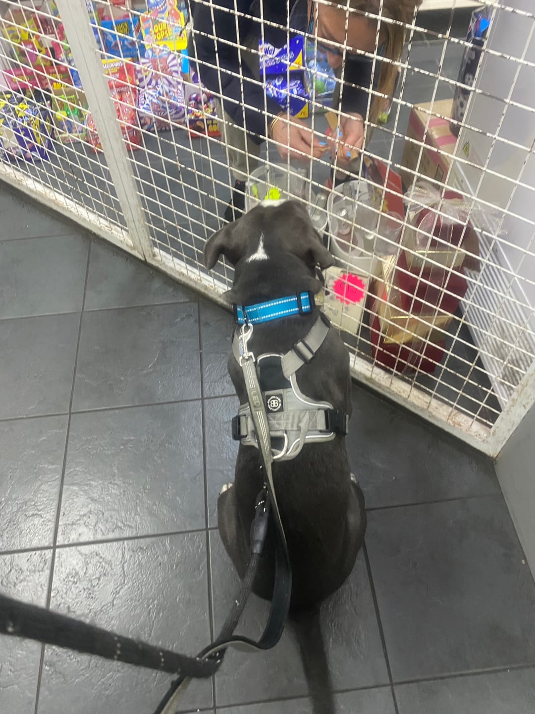 Customer photo review of Anti Pull Hurricane Harness - With Handle - Grey
