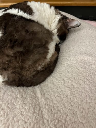 Customer photo review of Taro Pudding Bed