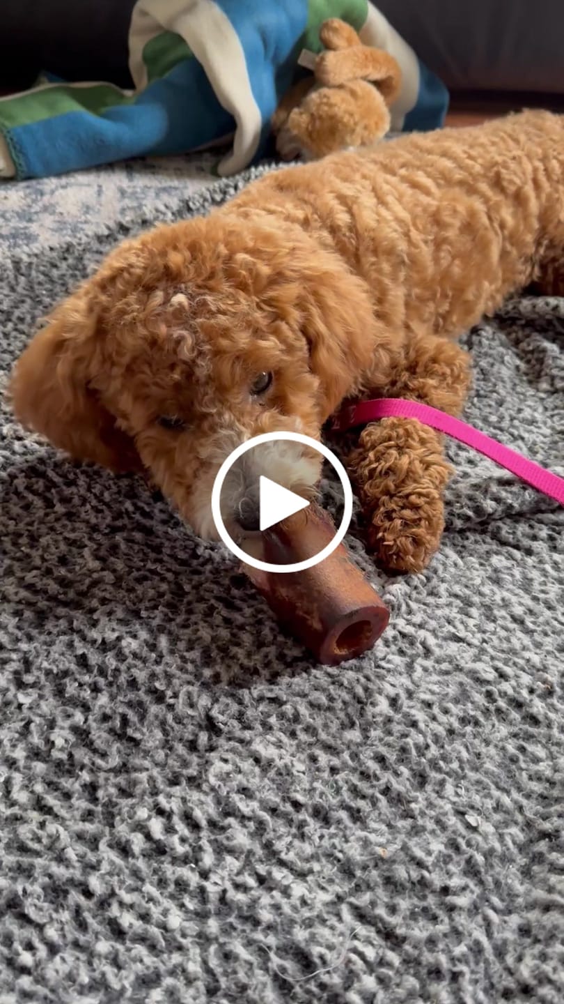 Customer video review of Regular Bully Sticks