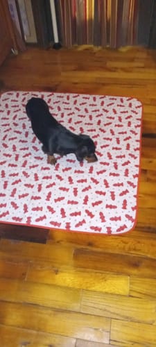 Customer photo review of Potty Buddy™ - The Durable Leak-Free Potty Pad