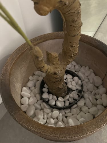 Customer photo review of Snow White Decorative Pebble Stones