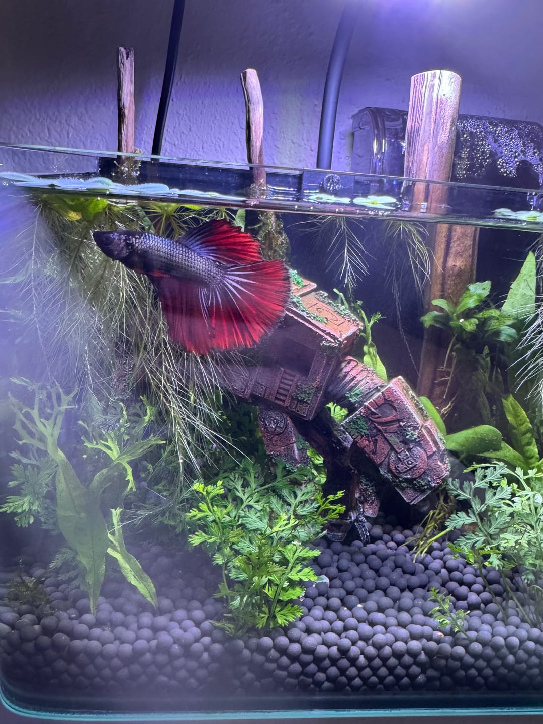 Customer photo review of Red Copper Halfmoon Male Betta Fish