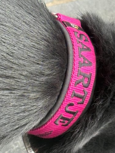 Customer photo review of Neoprene Dog Collar with Name - L | 4Kyon