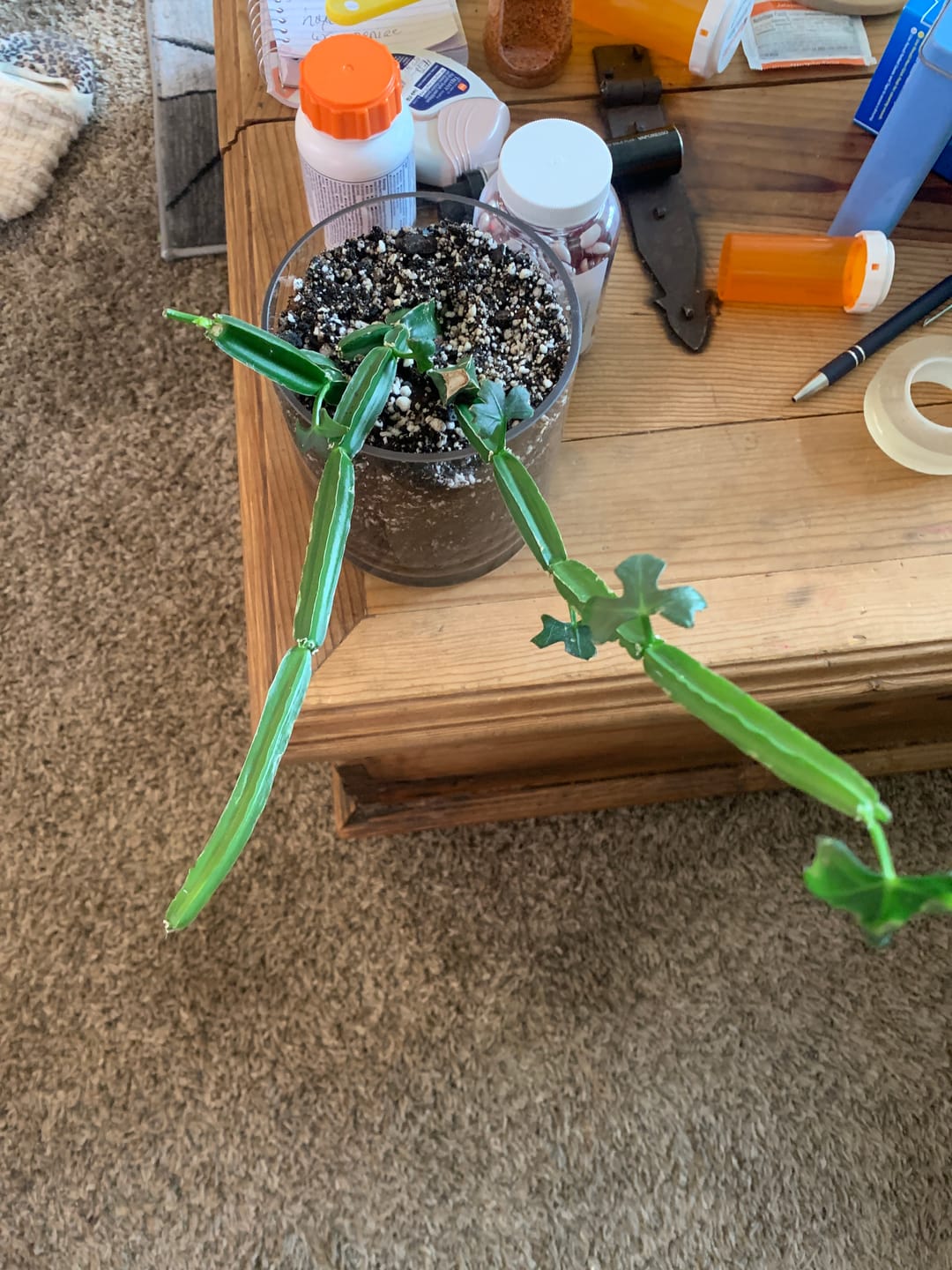 Customer photo review of Cissus quadrangularis