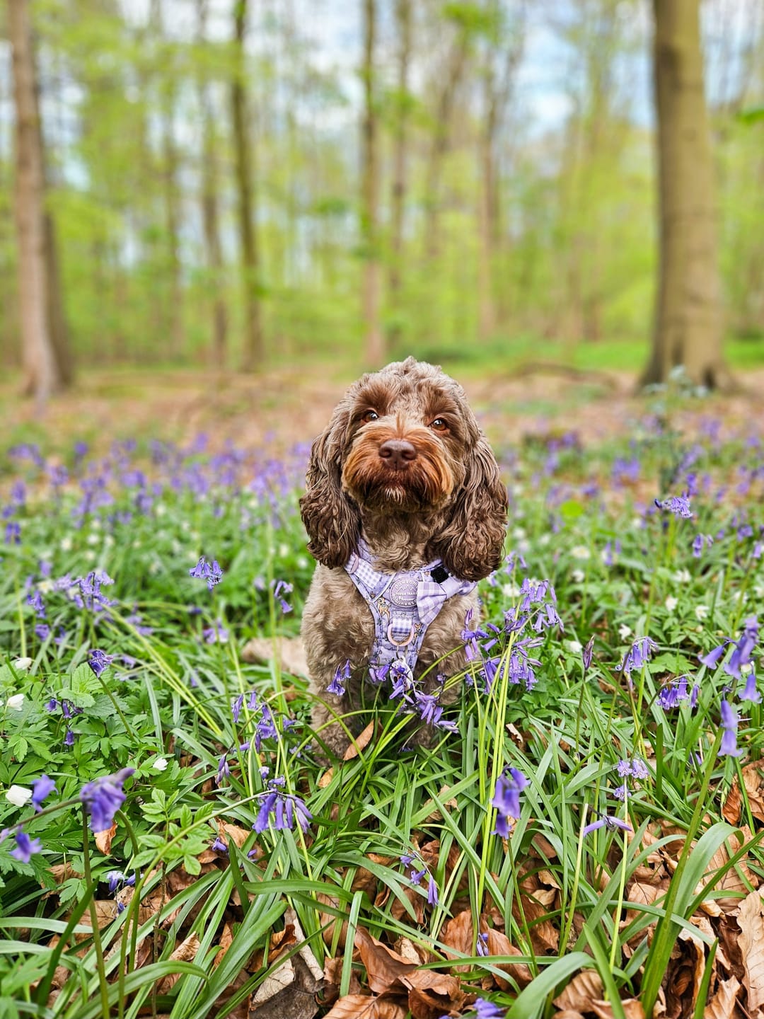 Customer photo review of Disney© Tough Trails™ Harness - Bambi + Friends Lilac