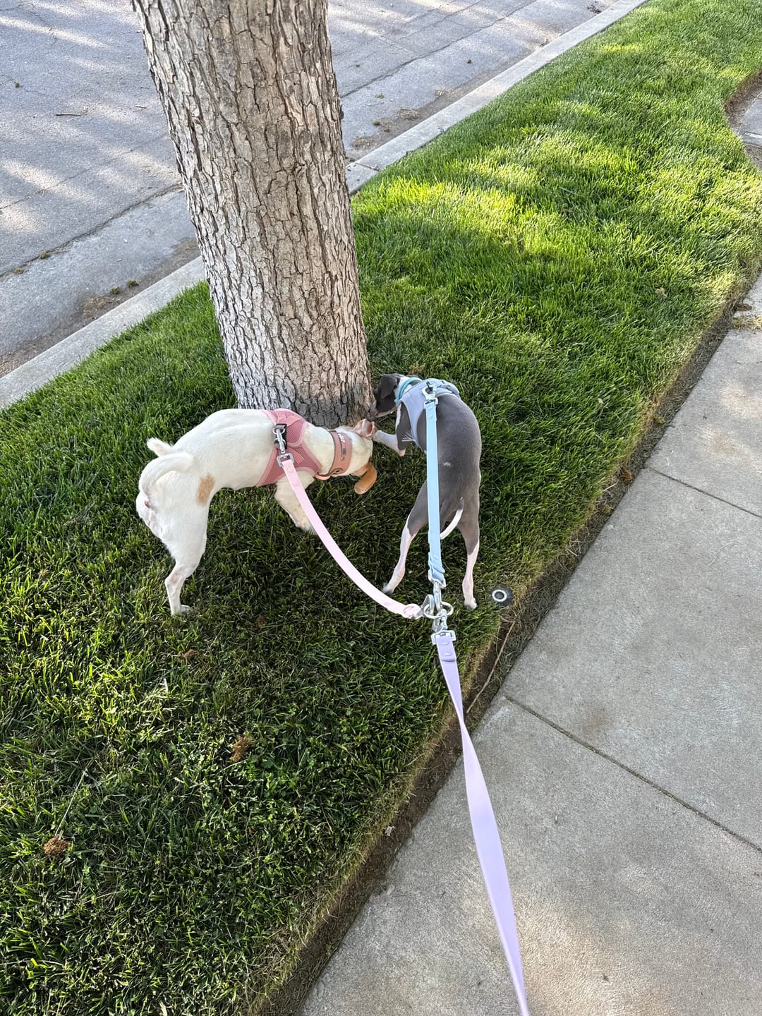 Customer photo review of Solace Waterproof Multi-Dog Connector / Traffic Handle