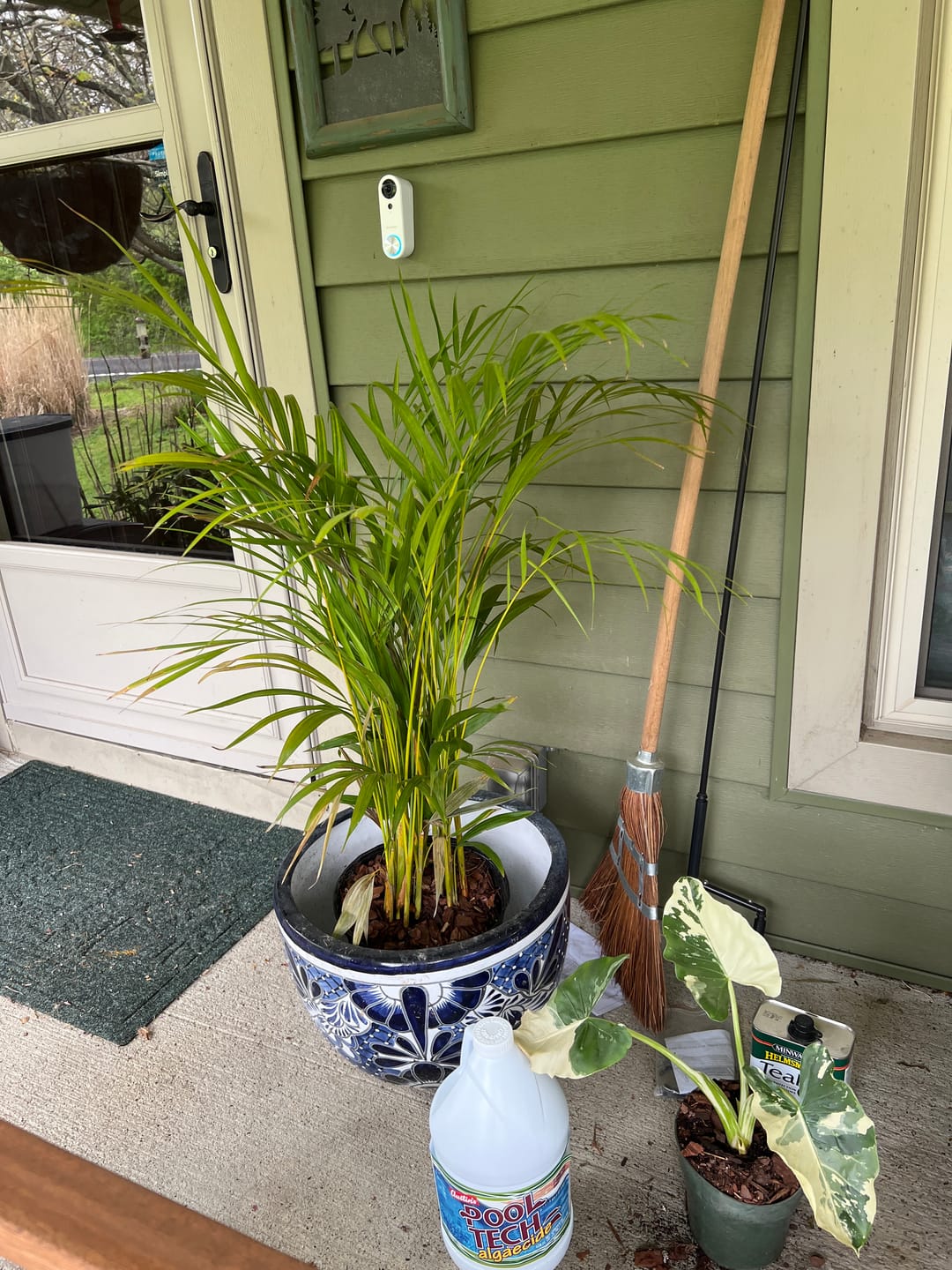 Customer photo review of Areca Palm, Golden Cane, Dypsis Lutescens