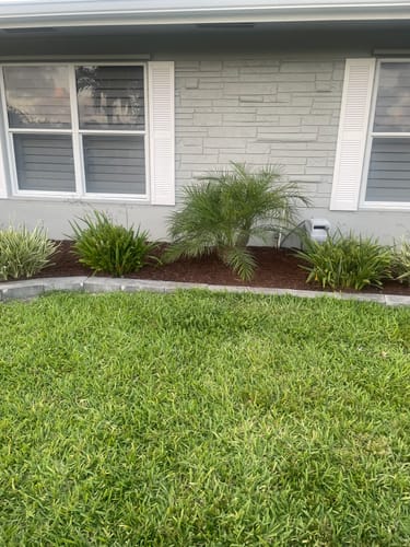 Customer photo review of Roebelenii - Pygmy Date Palm