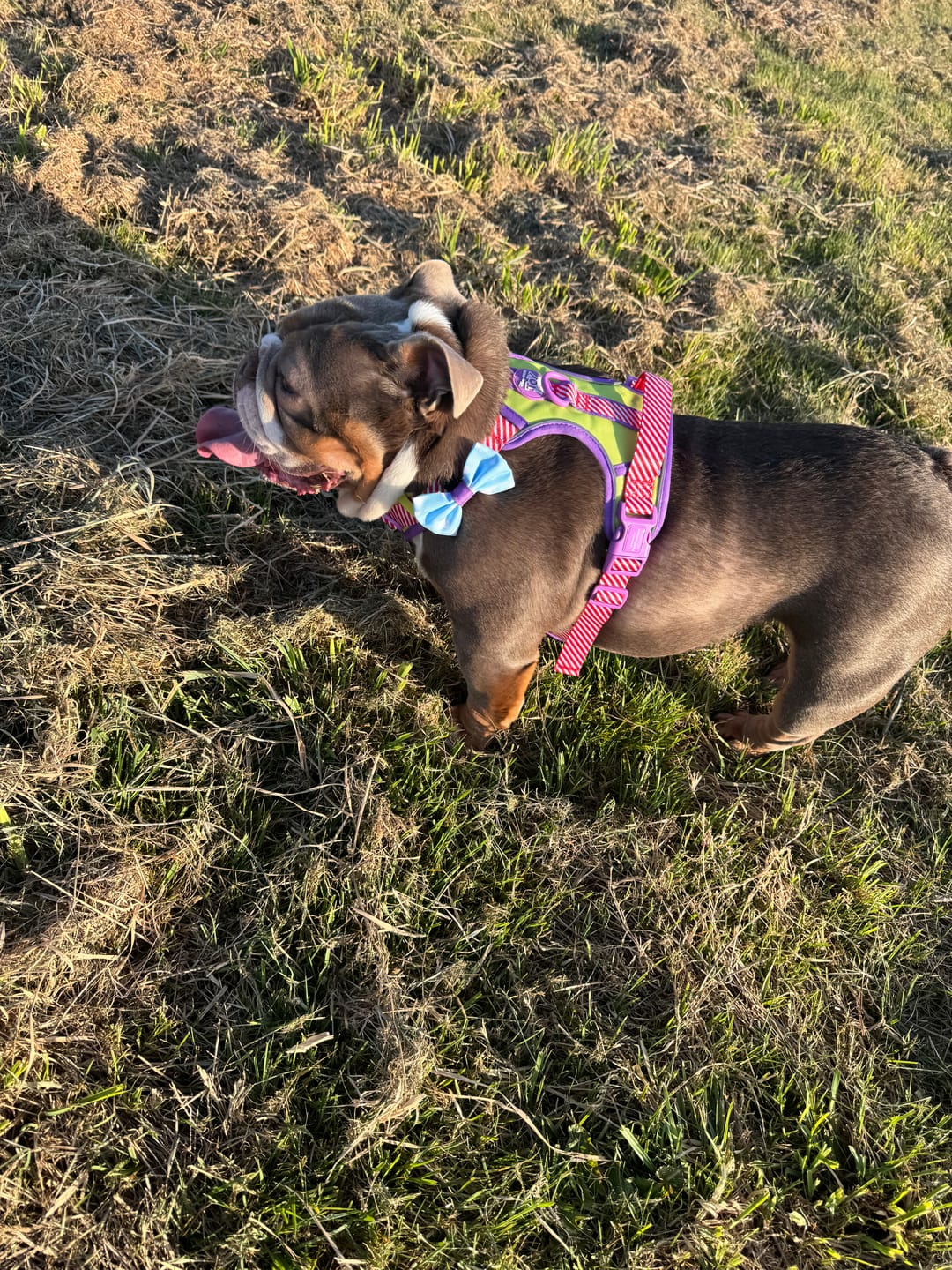 Customer photo review of Disney© Tough Trails™ Harness - Buzz Lightyear