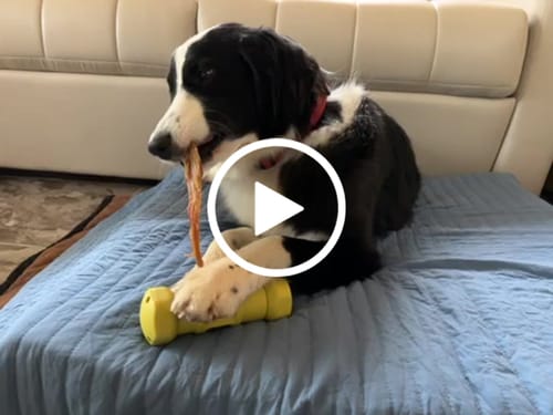 Customer video review of Beef Tendon For Dogs