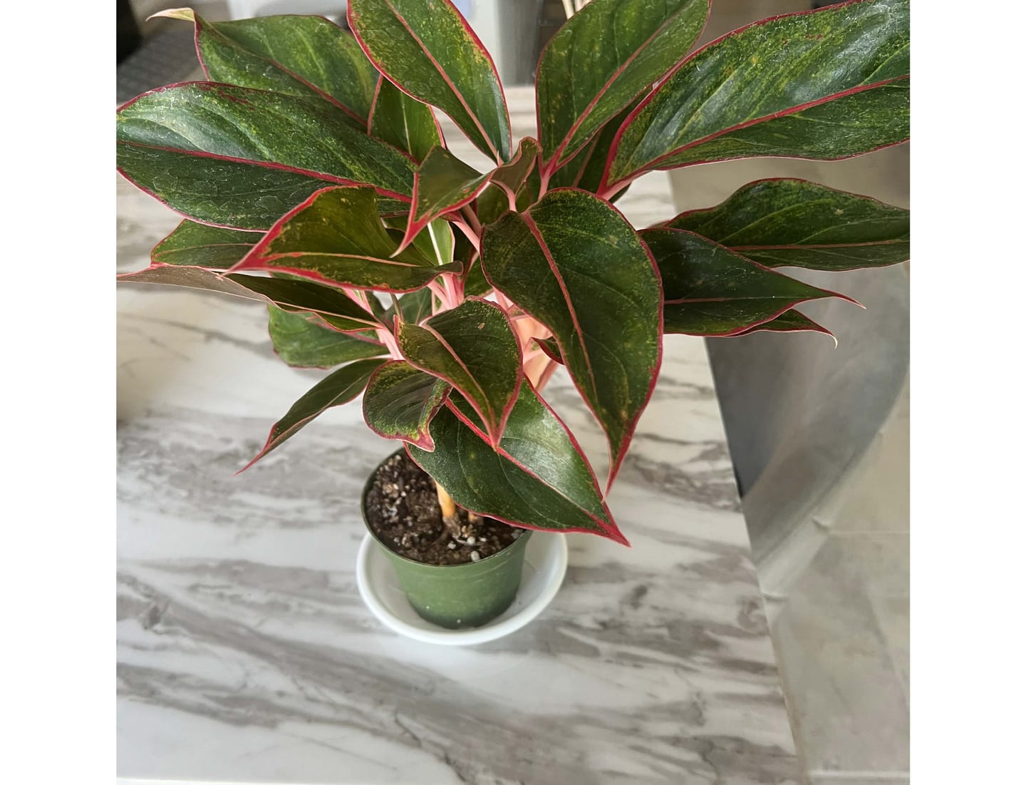 Customer photo review of Aglaonema 'Jasper Jones'