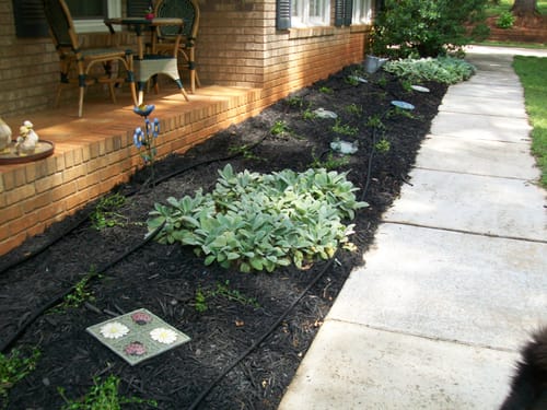 Customer photo review of Vinca Minor Bowles 50 count Flat