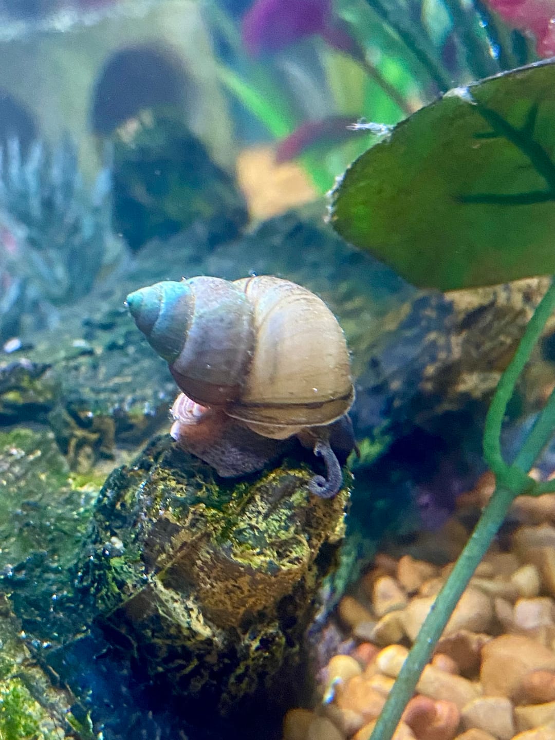 Customer photo review of Trapdoor  Snail