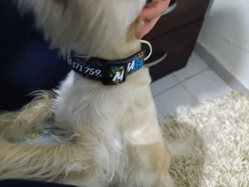 Customer photo review of Collar personalizado para Mascota: Alebrije