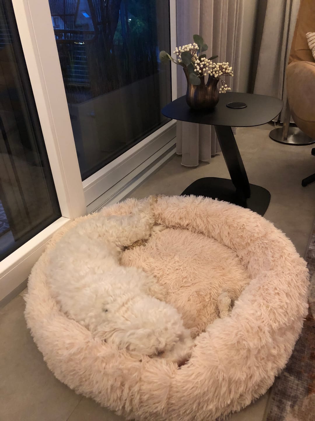 Customer photo review of Pet Perfect Donutmand